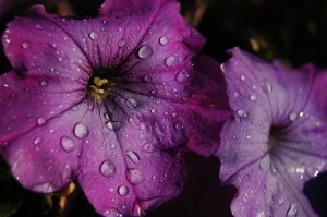Purple_Rain_Macro_by_Shotgunbobeh